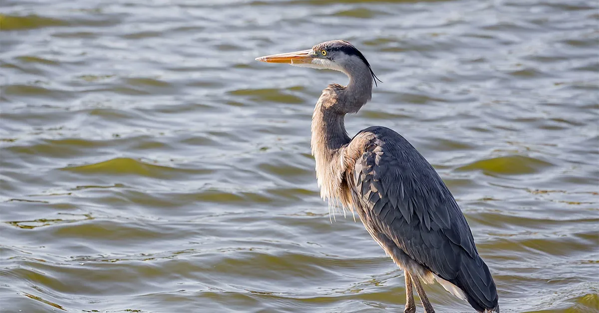 Ballenisles Audubon Cooperative Sanctuary