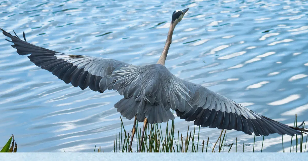 Harbour Ridge Crane